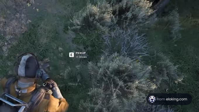 Joueur ramassant des olives dans le jeu.